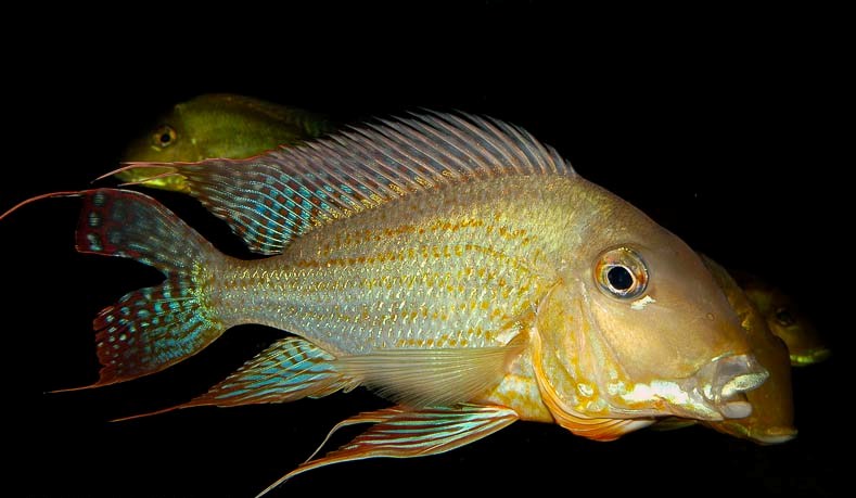 Bathinda farmers take a giant leap in fish farming says DC Dr. Garg