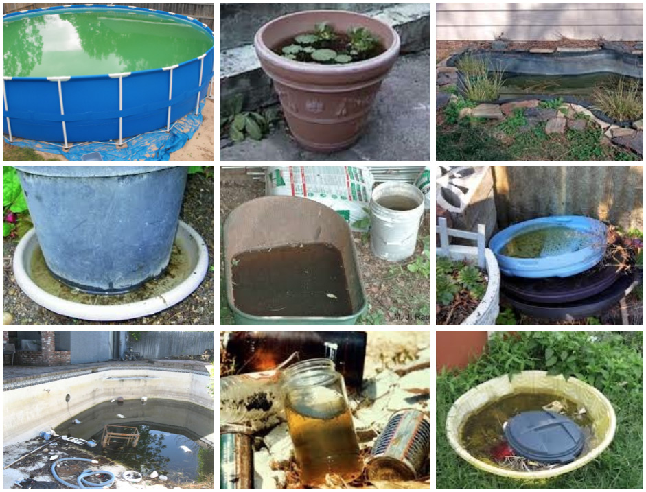 Target Mosquito Breeding Sites around Homes, Workplaces: Dr. Chawla