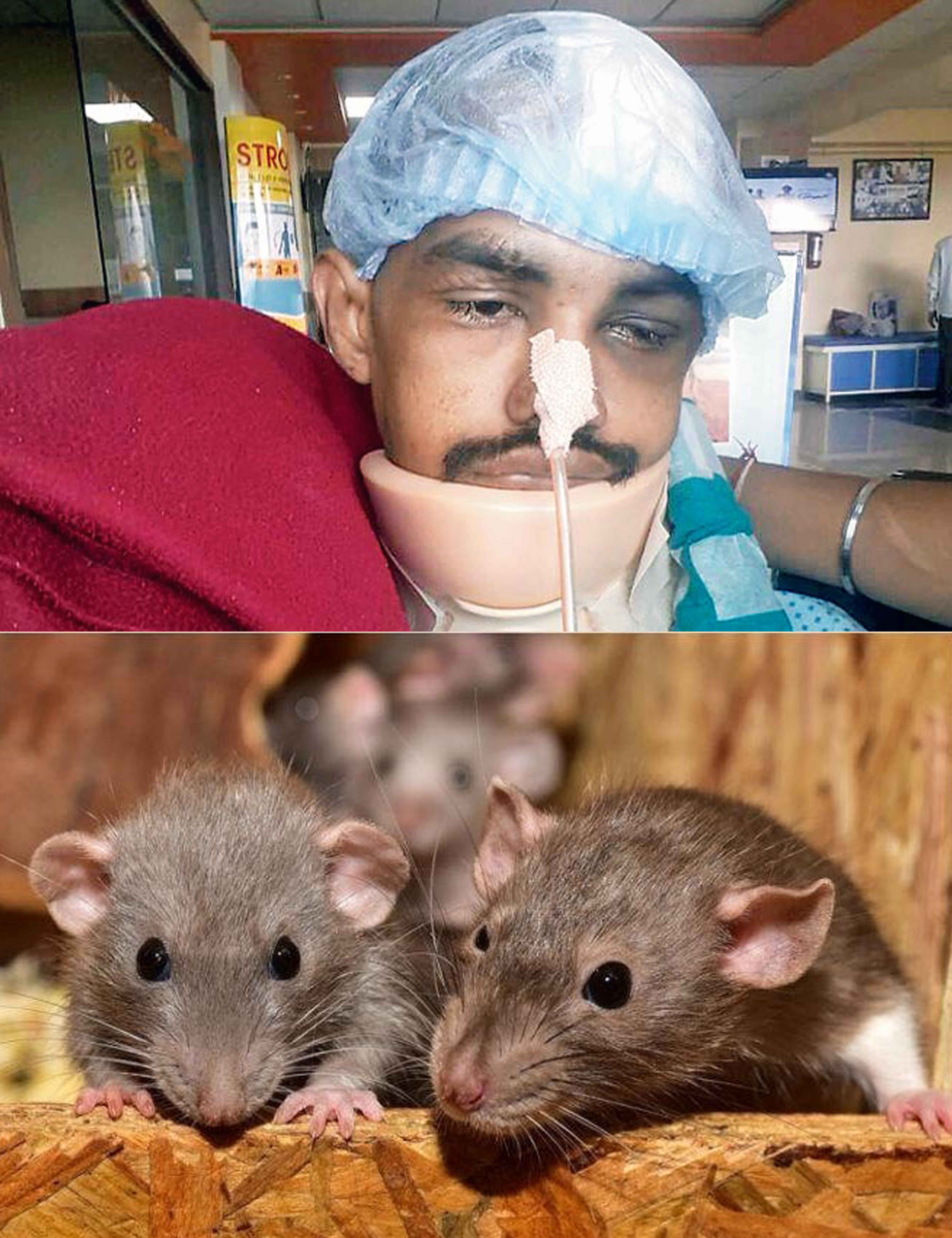 Rat chews off coma patient’s eye in Mumbai hospital