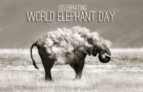 world elephant day 2018, when is world elephant day 2017, world elephant day celebrated, world elephant day 2017 theme, world elephant day 2018 theme, world elephant day in india, national elephant day 2018, world elephant day 2019