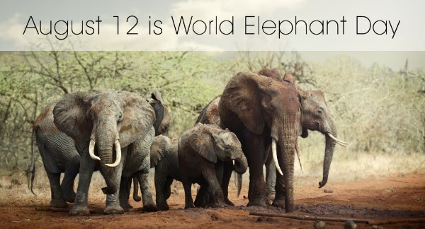 world elephant day 2018, when is world elephant day 2017, world elephant day celebrated, world elephant day 2017 theme, world elephant day 2018 theme, world elephant day in india, national elephant day 2018, world elephant day 2019