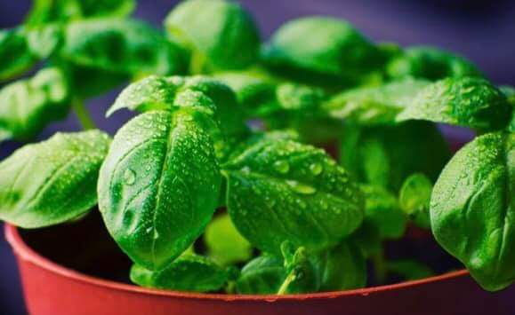 Good Metabolism help for weight losse: Dr Malini Dahiya Clinical Dietitian