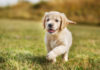 Starting Puppy Off On The Right Paw, Picking The Best Food