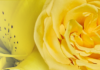Send Flowers to Qatar | 100% Client satisfaction and same day delivery