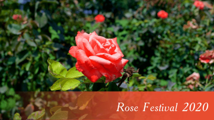 Rose Festival will be organized on February 28, 29 and March 1