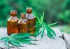 Is It Too Late to Start a CBD Oil Business?