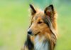 How To Cure Common Dog Skin Allergies?