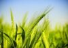 Godrej Agrovet Forays Into Plant Nutrition Segment