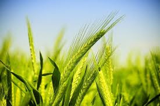 Godrej Agrovet Forays Into Plant Nutrition Segment