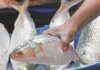 B'desh to export 1,450 tonnes hilsa to India for Durga Puja