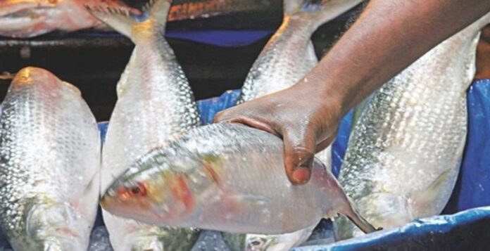 B’desh to export 1,450 tonnes hilsa to India for Durga Puja