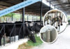 Haryana Dairy Development Cooperative Federation Ltd (HDDCF) has announced various schemes