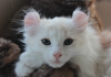 Interesting Facts About American-Curl Cat Breed