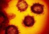 Covid virus does survive on some surfaces for ‘days to weeks’
