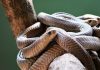 50 snakes in one house create scare in UP