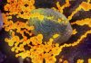 Noted science writer explains why Coronavirus is ‘lab-made’