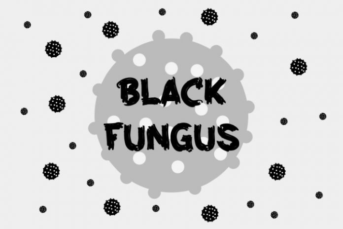 Colorful Fungus in Black and White Life – Madan Gupta Spatu