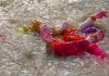 Six drown in Ganesh idol immersion in Haryana