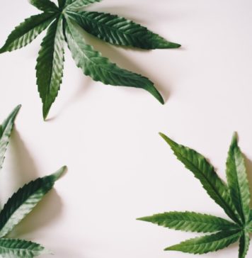 What Are The Best CBD Flowers Available In The Market These Days