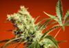 What Is OG Weed?