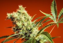 What Is OG Weed?