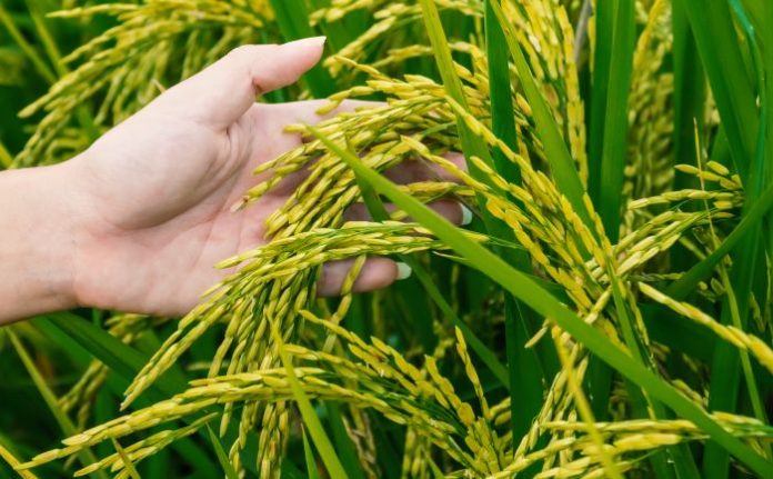 SBI General Insurance announces its 5th Crop Insurance Week awareness campaign this Kharif Season