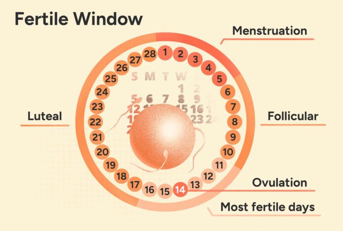 Grasping Ovulation Calculations and Recognizing Fertility Indicators