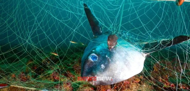 7 Best Vegan Documentaries on Netflix (September 2025)