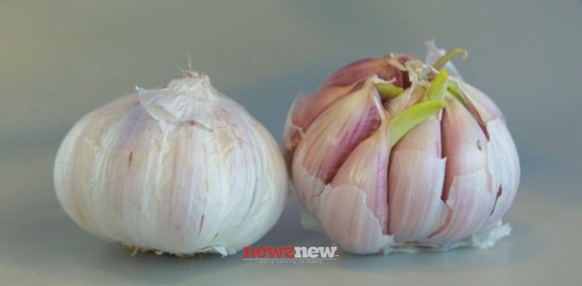 10 Superfoods to Boost Immunity in the Post-Pandemic Era