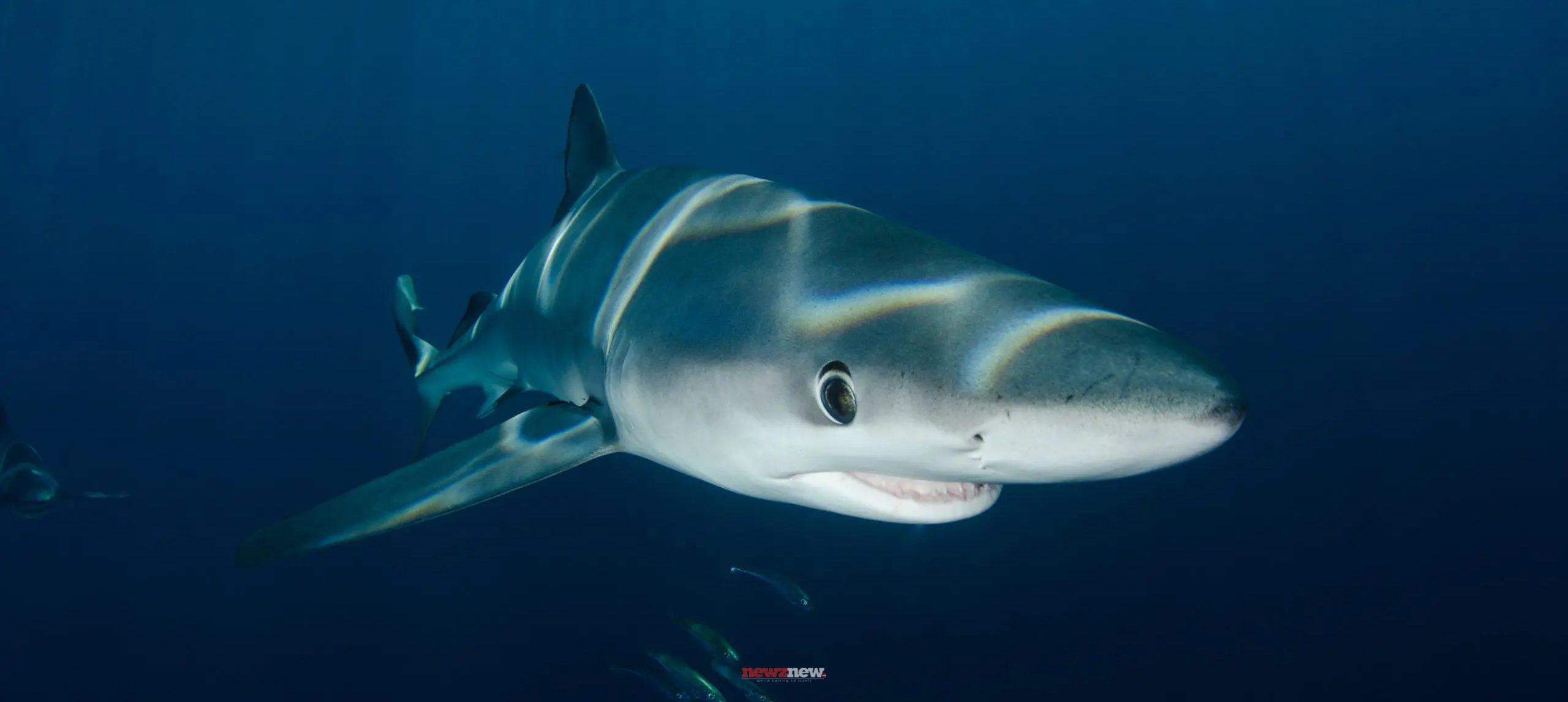 12 Best Movies on Sharks on Disney+