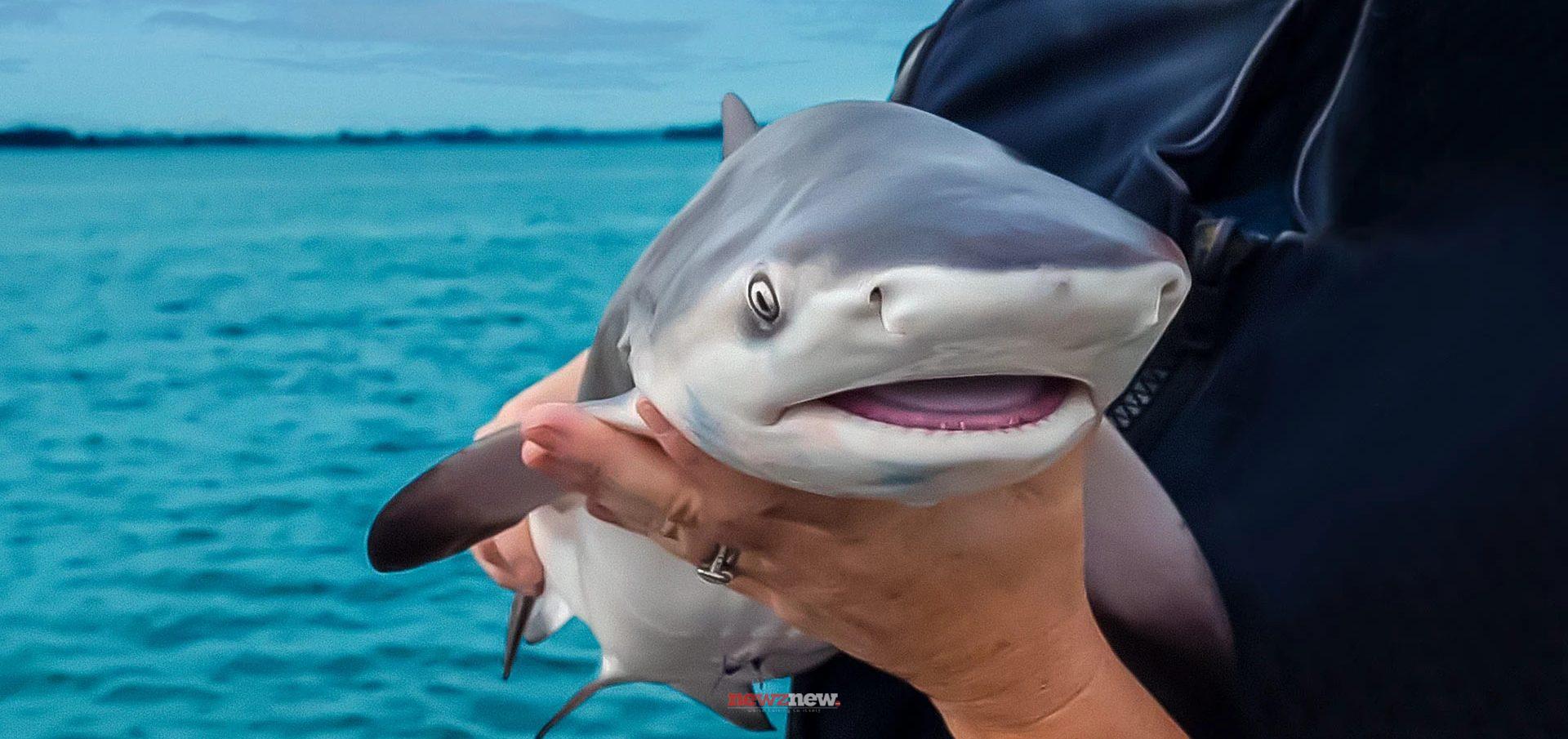 12 Best Movies on Sharks on Disney+